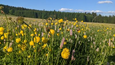 Trollius europaeus, photographed by Mattia Menchetti