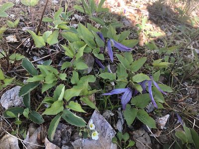Clematis occidentalis, photographed by Nathan Earley
