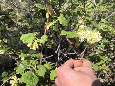 Ribes viscosissimum, photographed by Nathan Earley