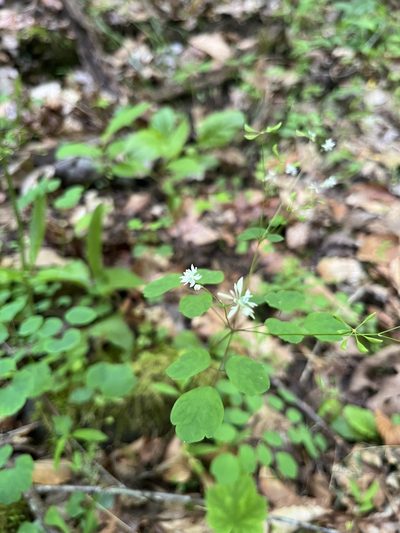 Thalictrum clavatum, photographed by Shelby Lyn Sanders