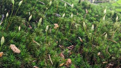 Polytrichum formosum, photographed by Mattia Menchetti