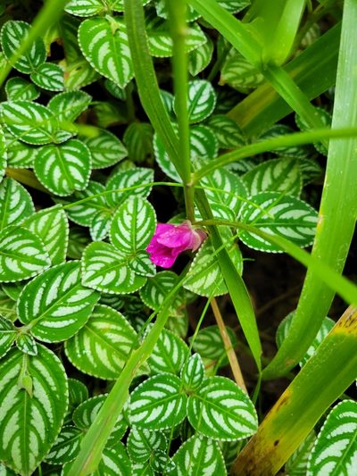 Impatiens marianae, photographed by Jake Rehage