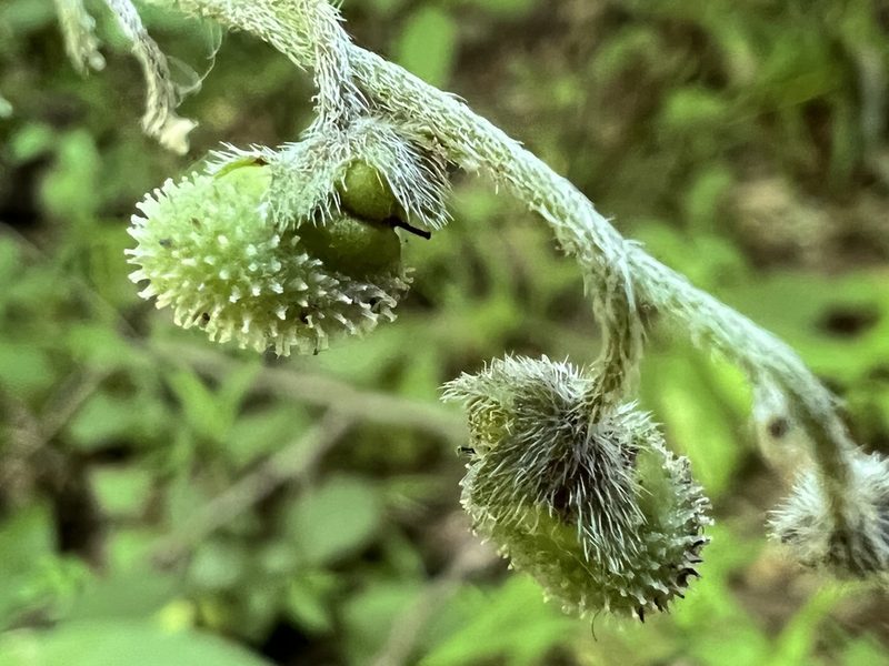 Andersonglossum virginianum, photographed by Anne Parker