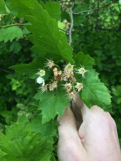 Crataegus irrasa, photographed by Étienne Lacroix-Carignan