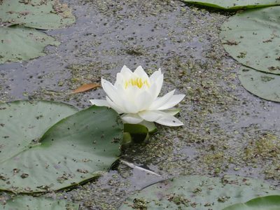 Nymphaea odorata, photographed by Howard Williams