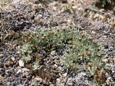 Antennaria dimorpha, photographed by Cecelia Alexander