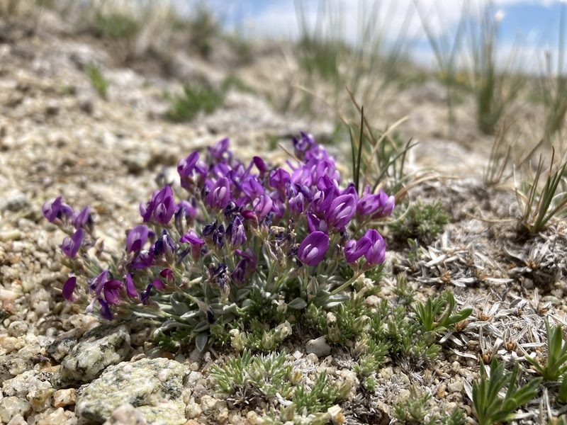 Astragalus spatulatus, photographed by Cecelia Alexander