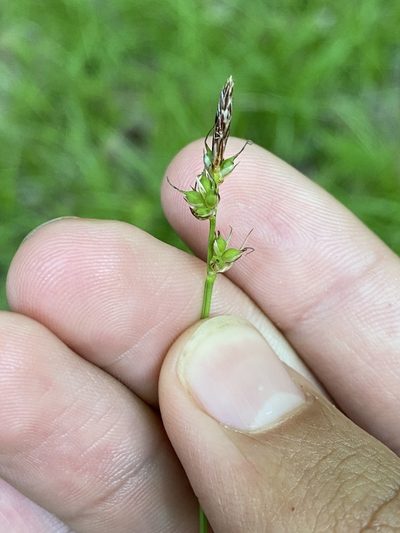 Carex lucorum, photographed by Henrique Pacheco