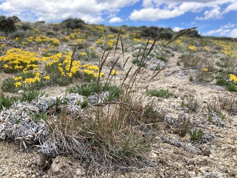 Poa secunda, photographed by Cecelia Alexander