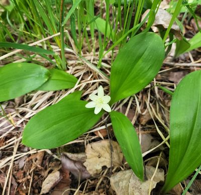 Clintonia uniflora, photographed by Lyrae