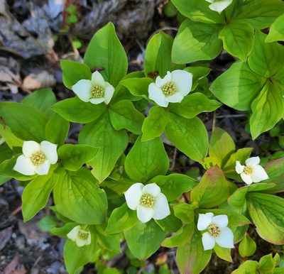 Cornus canadensis, photographed by Lyrae