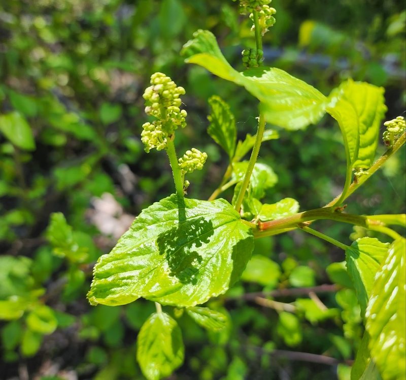 Ceanothus sanguineus, photographed by Lyrae
