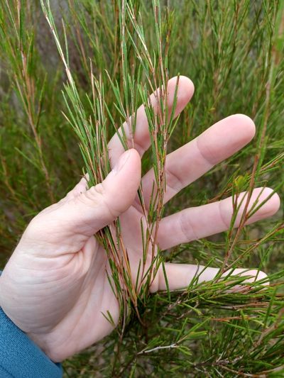 Melaleuca uncinata, photographed by Peter Crowcroft