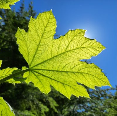 Oplopanax horridus, photographed by Lyrae