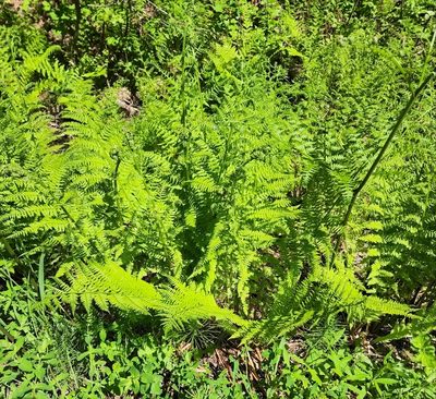 Athyrium filix-femina, photographed by Lyrae