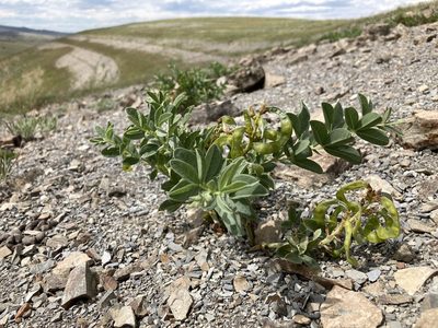 Thermopsis rhombifolia, photographed by Cecelia Alexander
