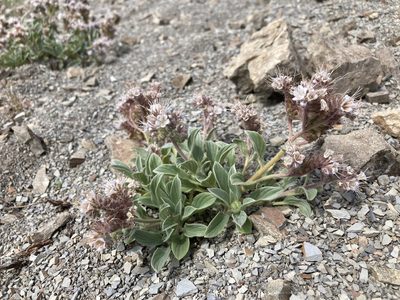 Phacelia hastata