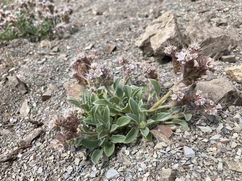 Phacelia hastata, photographed by Cecelia Alexander