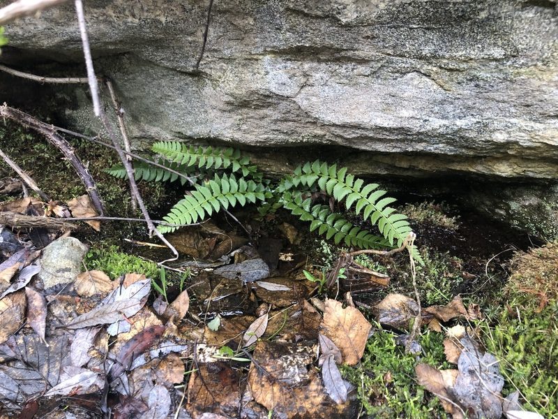 Polystichum lonchitis, photographed by Nathan Earley