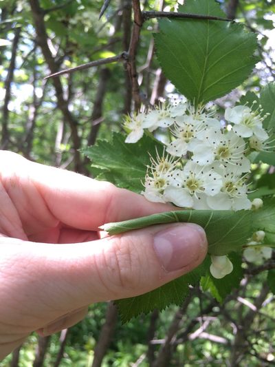 Crataegus irrasa, photographed by Étienne Lacroix-Carignan