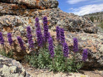Phacelia sericea
