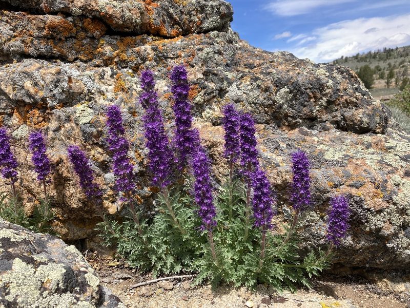 Phacelia sericea, photographed by Cecelia Alexander