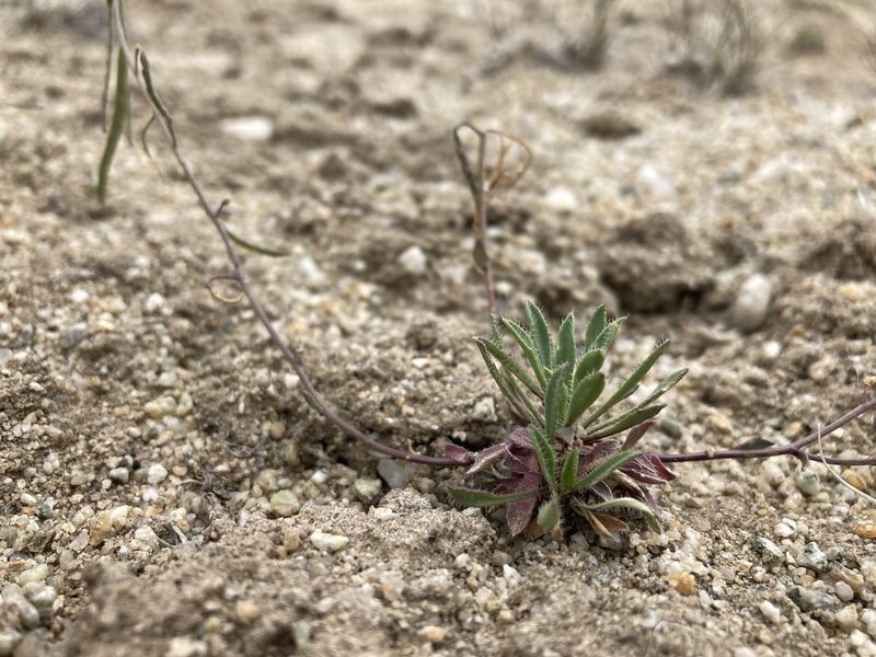 Boechera pendulina, photographed by Cecelia Alexander