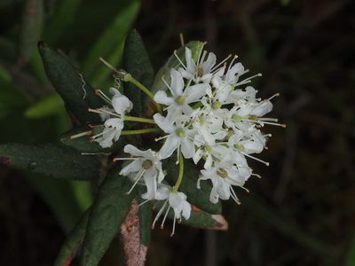 Rhododendron groenlandicum, photographed by Tom Armstrong
