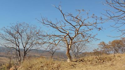 Sterculia quinqueloba, photographed by i_c_riddell