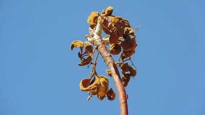 Sterculia quinqueloba, photographed by i_c_riddell