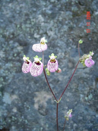 Calceolaria cana, photographed by Cesar Ormazabal