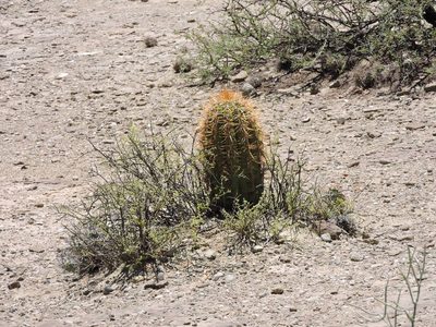 Leucostele terscheckii, photographed by Mariana