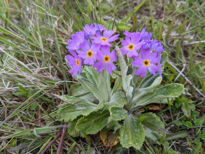 Primula laurentiana, photographed by Todd Boland