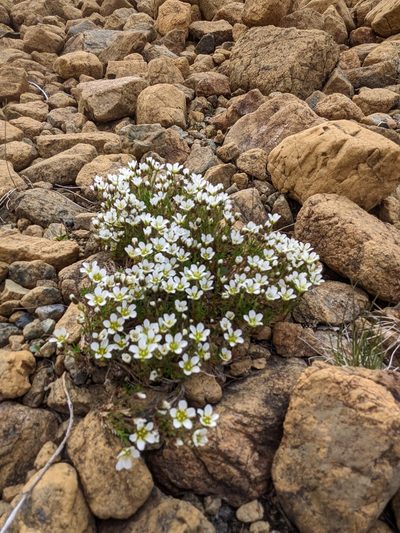 Cherleria marcescens, photographed by Todd Boland