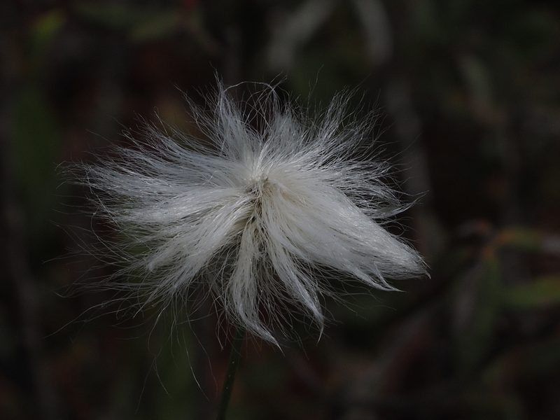Eriophorum vaginatum, photographed by Tom Armstrong