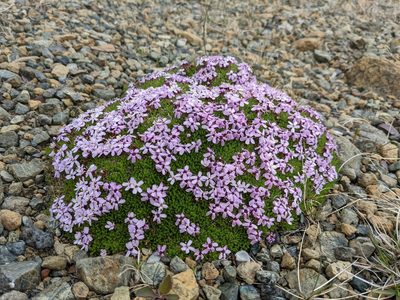 Silene acaulis, photographed by Todd Boland