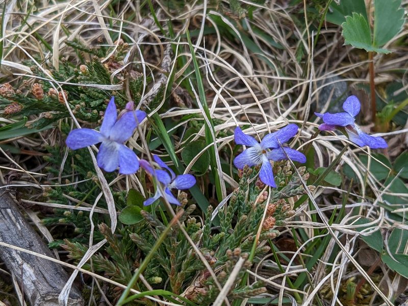 Viola nephrophylla, photographed by Todd Boland