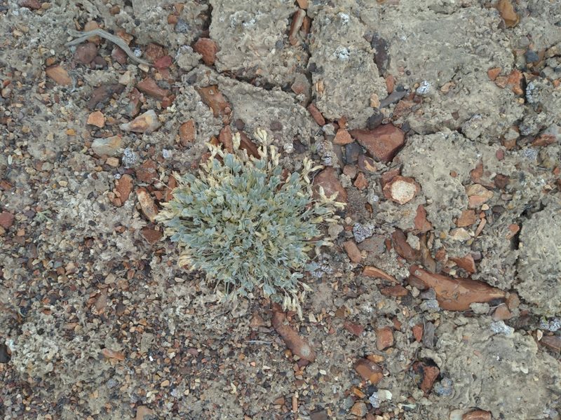 Astragalus calycosus, photographed by Jim B Davis