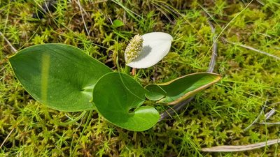 Calla palustris, photographed by Dan Riley