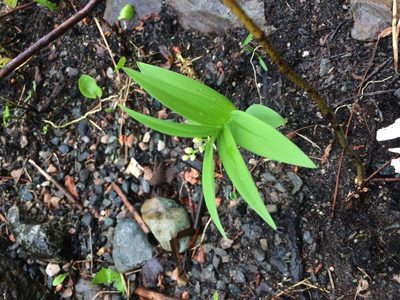 Maianthemum stellatum, photographed by Étienne Lacroix-Carignan