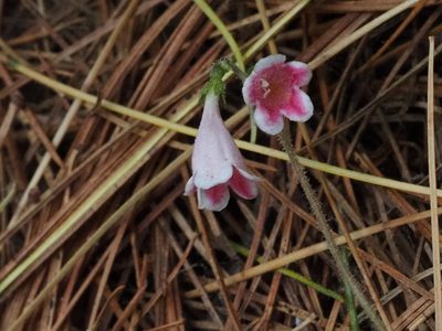 Linnaea borealis, photographed by Tom Armstrong
