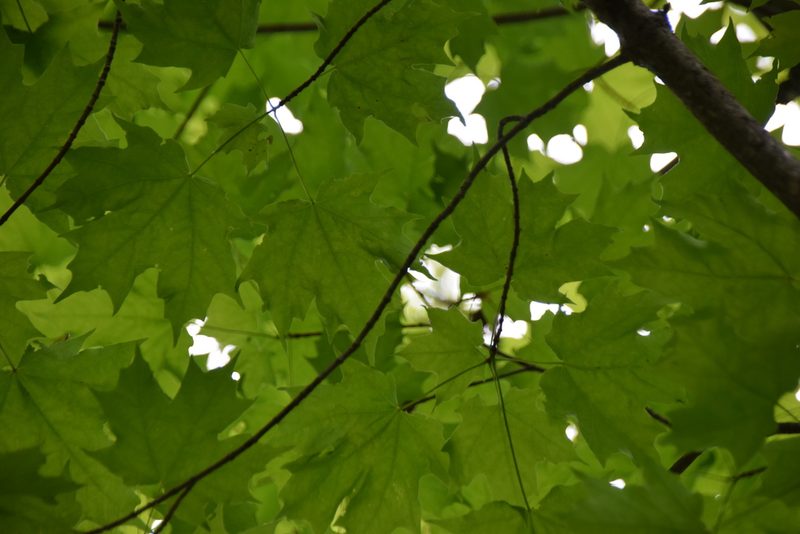 Acer saccharum, photographed by Pierre Cartier