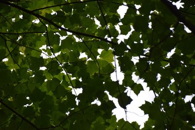 Acer rubrum, photographed by Pierre Cartier