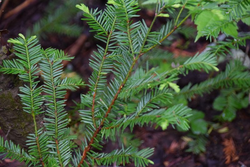 Taxus canadensis, photographed by Pierre Cartier