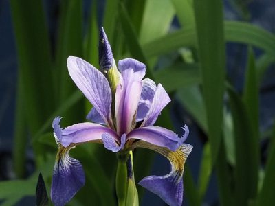 Iris versicolor, photographed by Tom Armstrong