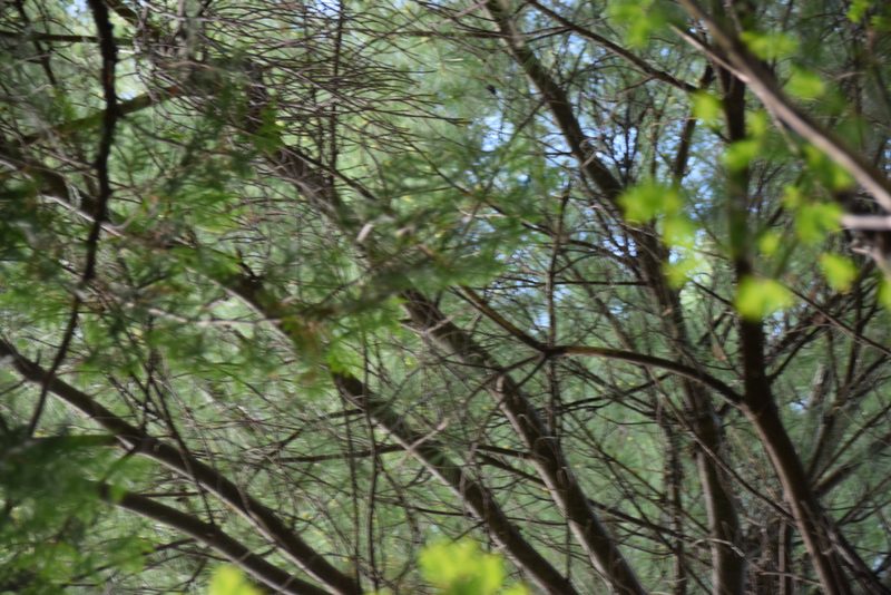 Pinus strobus, photographed by Pierre Cartier