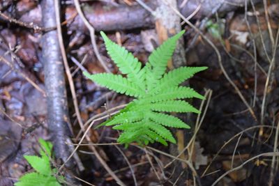 Phegopteris connectilis, photographed by Pierre Cartier