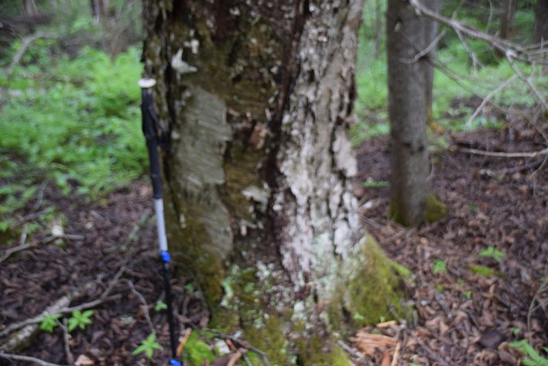 Betula alleghaniensis, photographed by Pierre Cartier