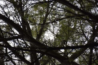 Pinus strobus, photographed by Pierre Cartier