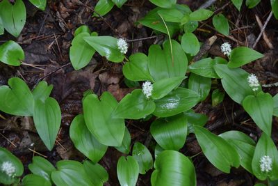 Maianthemum canadense, photographed by Pierre Cartier